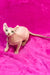 Hairless Elf Kitten with large ears sitting on a bright pink surface