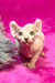 Adorable Hairless Sphynx cat with wrinkled pink skin, perfect for the Elf Kitten collection