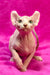 Hairless Sphynx cat with big ears and wrinkled pink skin, perfect for the Elf Kitten vibe