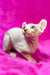 Adorable Elf Kitten with large ears lounging on a vibrant pink surface