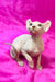 Adorable Hairless Sphynx Elf Kitten with wrinkled pink skin and big ears