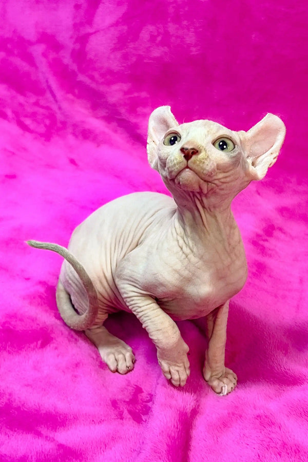 Adorable Hairless Sphynx Elf Kitten with wrinkled pink skin and big ears