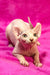 Hairless Sphynx Elf Kitten with wrinkled skin and big ears on a pink surface