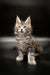 Fluffy gray tabby Maine Coon kitten with alert eyes and big ears ready to play