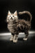 Fluffy gray tabby Maine Coon kitten with alert eyes and a curled tail