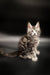 Adorable Maine Coon kitten Wolf with fluffy fur and cute ear tufts