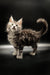 Fluffy Maine Coon kitten with wide eyes and a curled tail, perfect for cat lovers