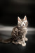 Fluffy Maine Coon kitten with alert eyes and perked ears ready for playtime