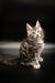 Fluffy gray tabby Maine Coon kitten with alert ears and wide eyes ready for fun