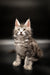 Fluffy gray tabby Maine Coon kitten with alert ears and wide eyes, named Wolf