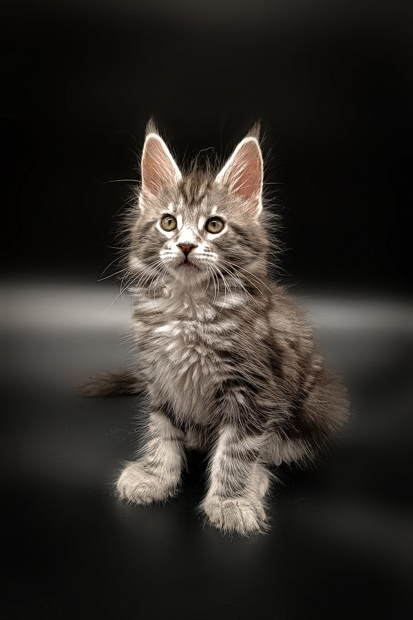 Gray Tabby Maine Coon Kitten with ear tufts and fluffy coat from Wolf Maine Coon
