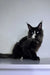 Black and white long-haired Maine Coon kitten with striking eyes, named Wolf