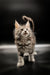Fluffy gray tabby Maine Coon kitten with an upright tail and curious expression