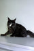 Black and white Maine Coon kitten chilling on a surface, looking adorable