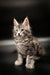 Fluffy gray tabby Maine Coon kitten with alert ears and bright eyes