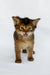 Wolf | somali kitten