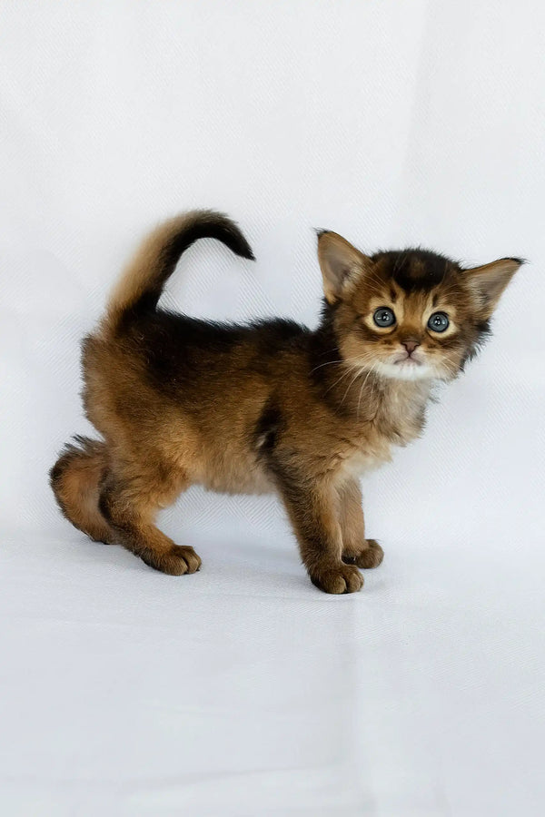 Meet Wolf Beautiful Somali Kitten with Yellow Eyes