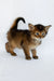 Wolf | somali kitten