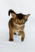 Wolf | somali kitten