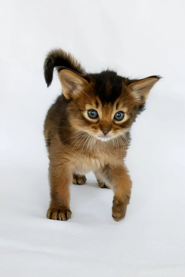 Wolf | somali kitten