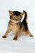 Wolf | somali kitten