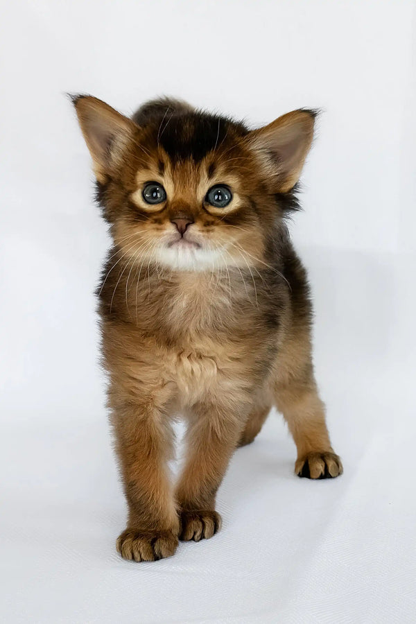 Wolf | somali kitten