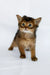 Wolf | somali kitten