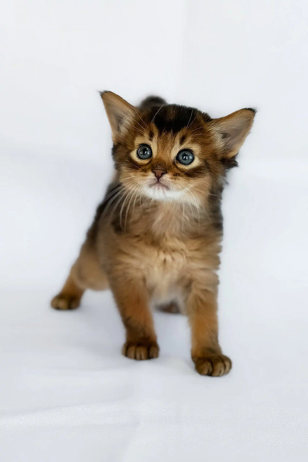 Wolf | somali kitten