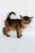 Wolf | somali kitten