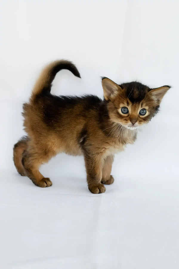 Wolf | somali kitten