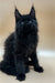 Fluffy Black Maine Coon kitten with ear tufts, perfect for your Wolfram Maine Coon collection