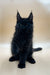 Black fluffy Maine Coon kitten with pointed ears, sitting upright in Wolfram