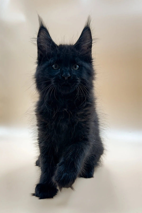 Black Maine Coon kitten with ear tufts, perfect for the Wolfram Maine Coon collection