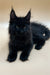 Fluffy black Maine Coon kitten with alert ears, perfect for Wolfram Maine Coon lovers