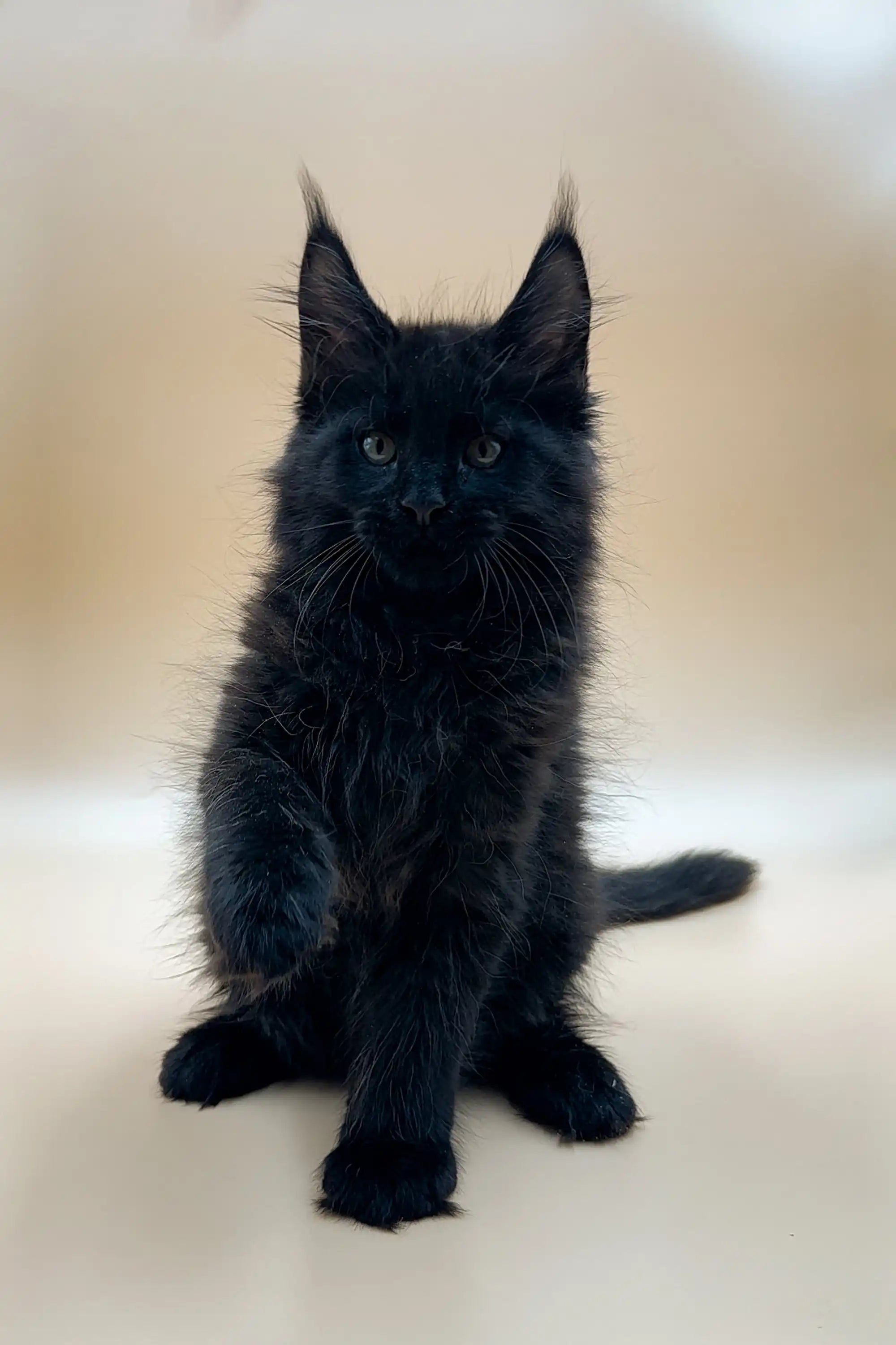 Maine Coon Kittens for Sale Wolfram | Kitten