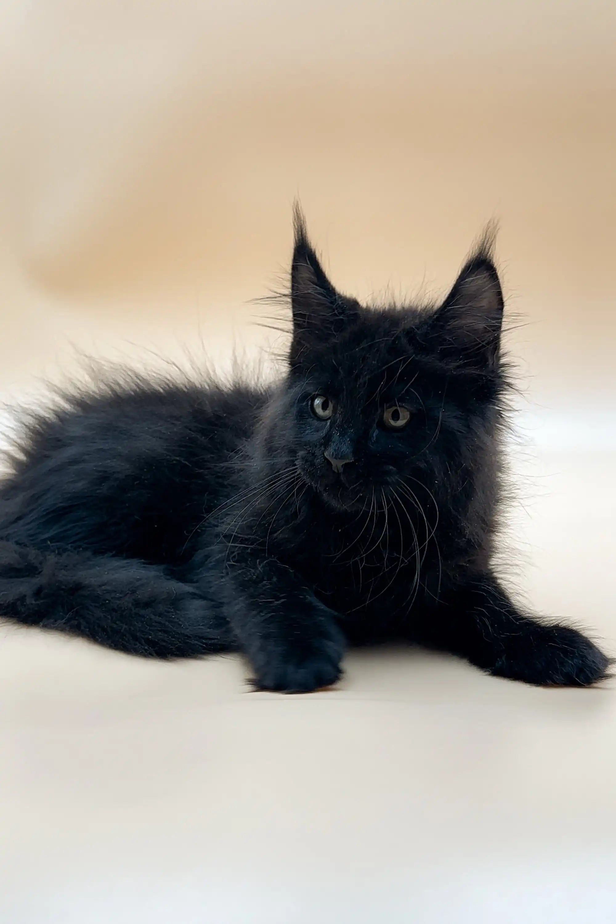 Maine Coon Kittens for Sale Wolfram | Kitten