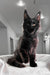 Cute Black Maine Coon kitten from Worthy | Maine Coon Kitten, perfect pet buddy!