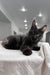 Black Maine Coon cat from the Worthy Maine Coon Kitten collection