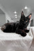 Black Maine Coon cat featured in Worthy Maine Coon Kitten product showcase