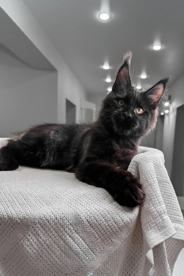 Black Maine Coon cat from Worthy Maine Coon Kitten, perfect for feline lovers