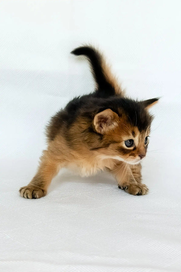 Wyla | somali kitten