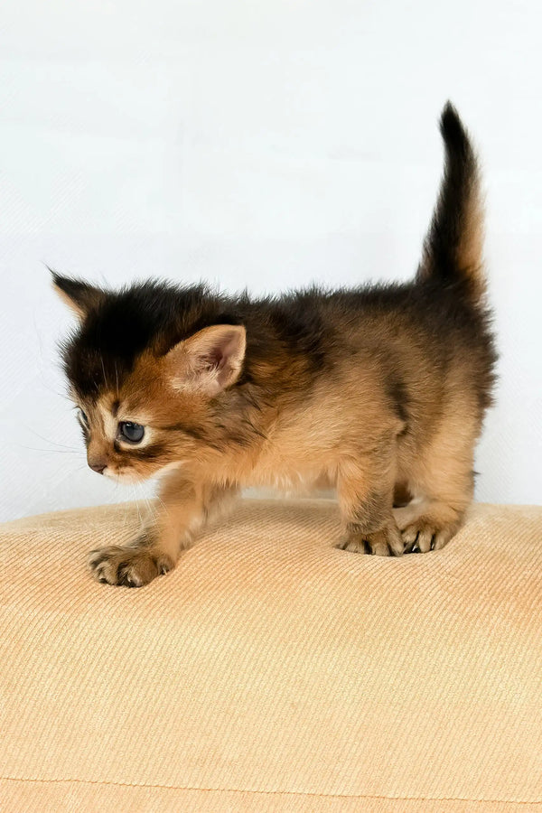 Wyla | somali kitten