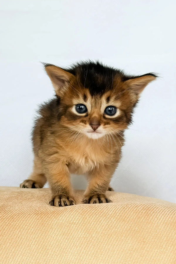Wyla | somali kitten