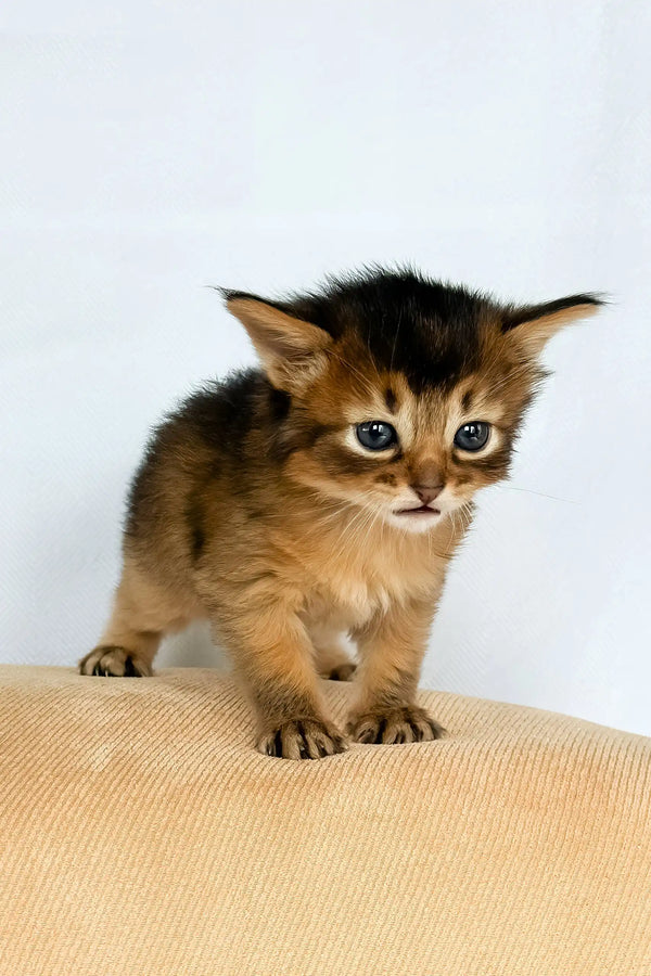 Somali Fluffy Cat 2ドル銀貨 Wilson the Somali Kitten with Gleaming Ruddy Fur