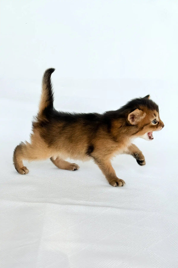 Wyla | somali kitten