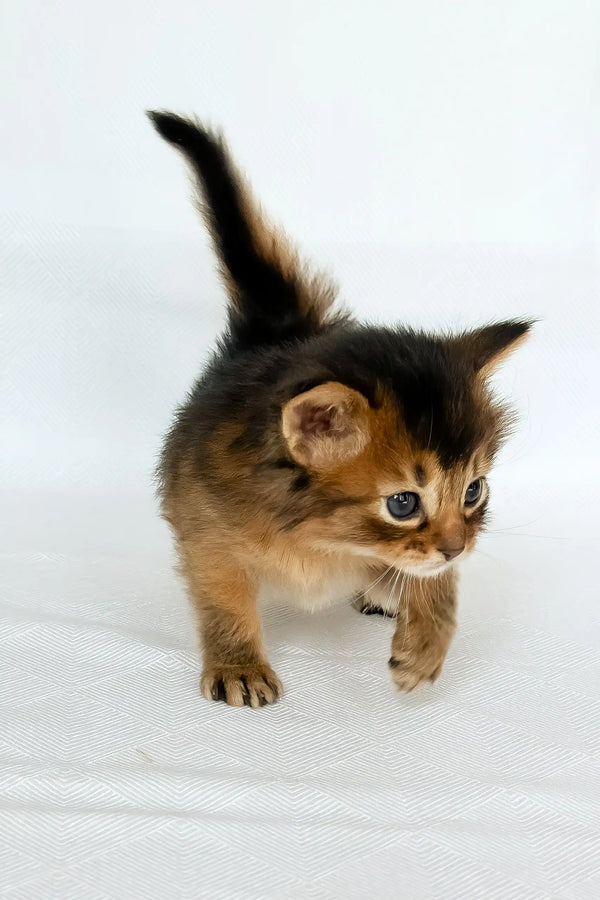 Wyla | somali kitten