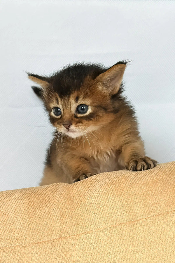 Wyla | somali kitten