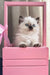 Fluffy kitten named Wynona relaxing in a cute pink crate, Scottish Straight Longhair