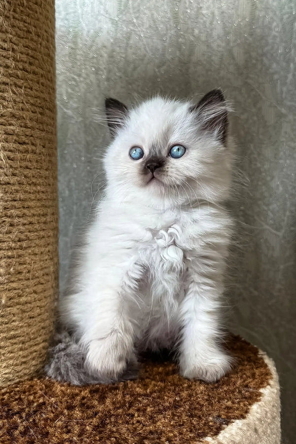 Fluffy white kitten with blue eyes in Wynona Scottish Straight Longhair product