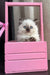 Ragdoll kitten lounging in a cute pink crate, part of Wynona collection